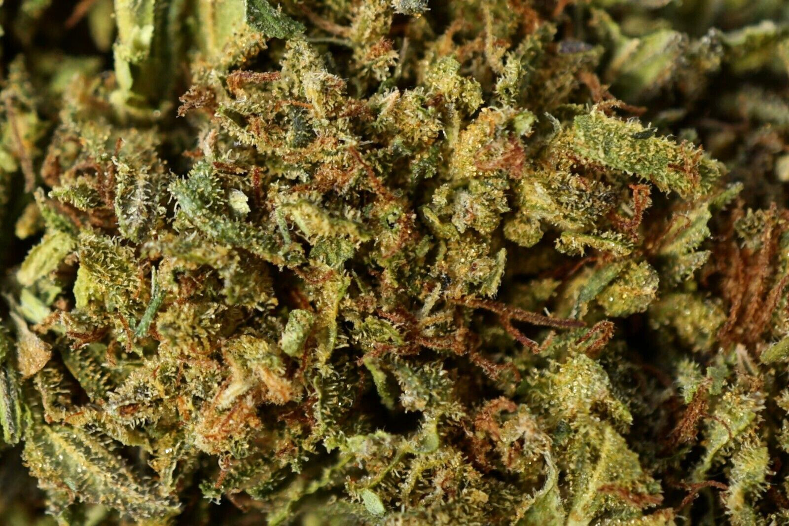 1 lb. Beyond Organic HEMP TEA Loose Leaf – Original OG