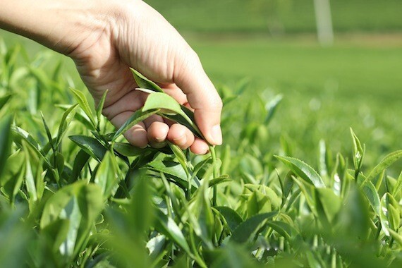 200 grams VIETNAMSESE GREEN TEA Thai Nguyen
