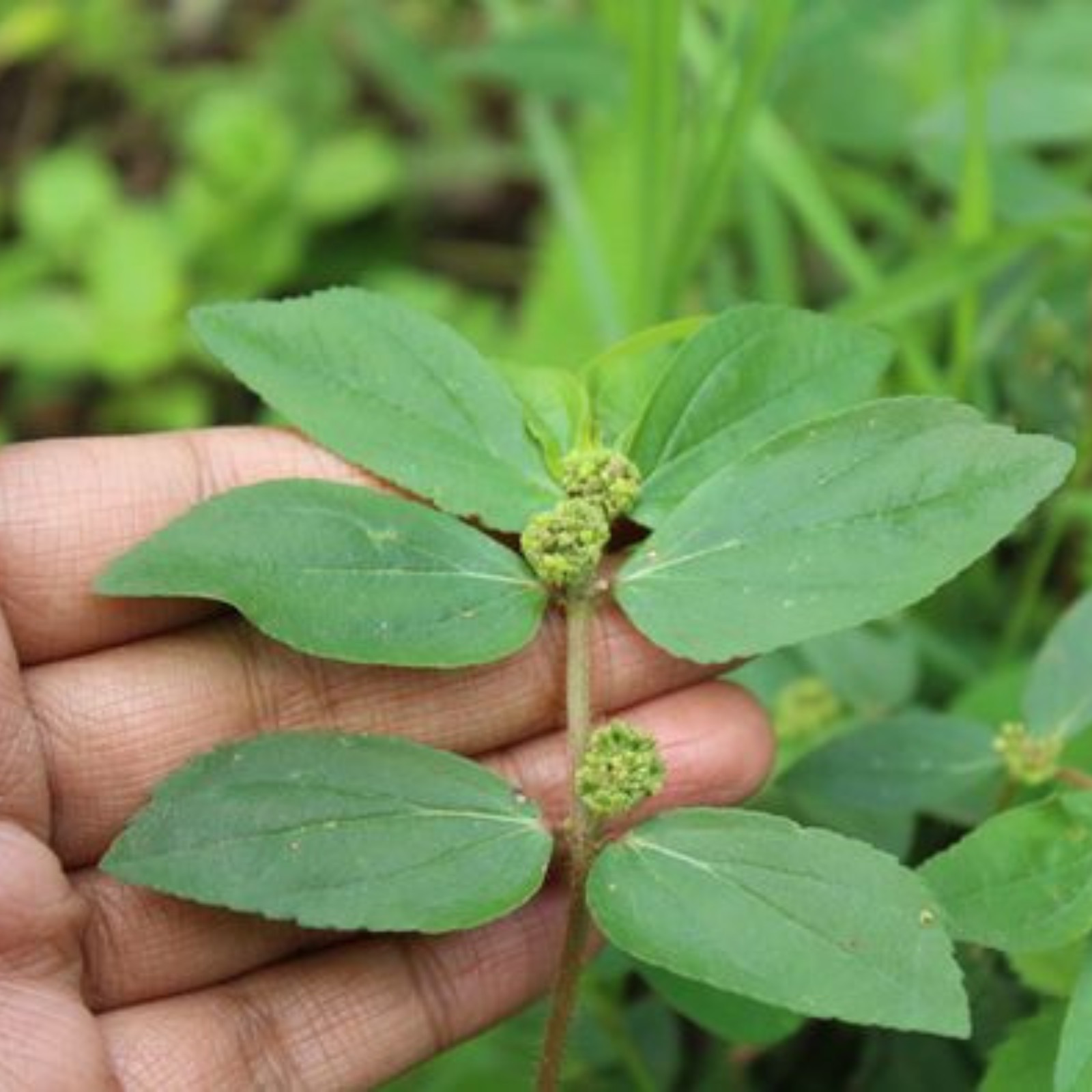 Organic Euphorbia Hirta 400g Dried Asthma Plant Herb Wildcrafted for Herbal Tea