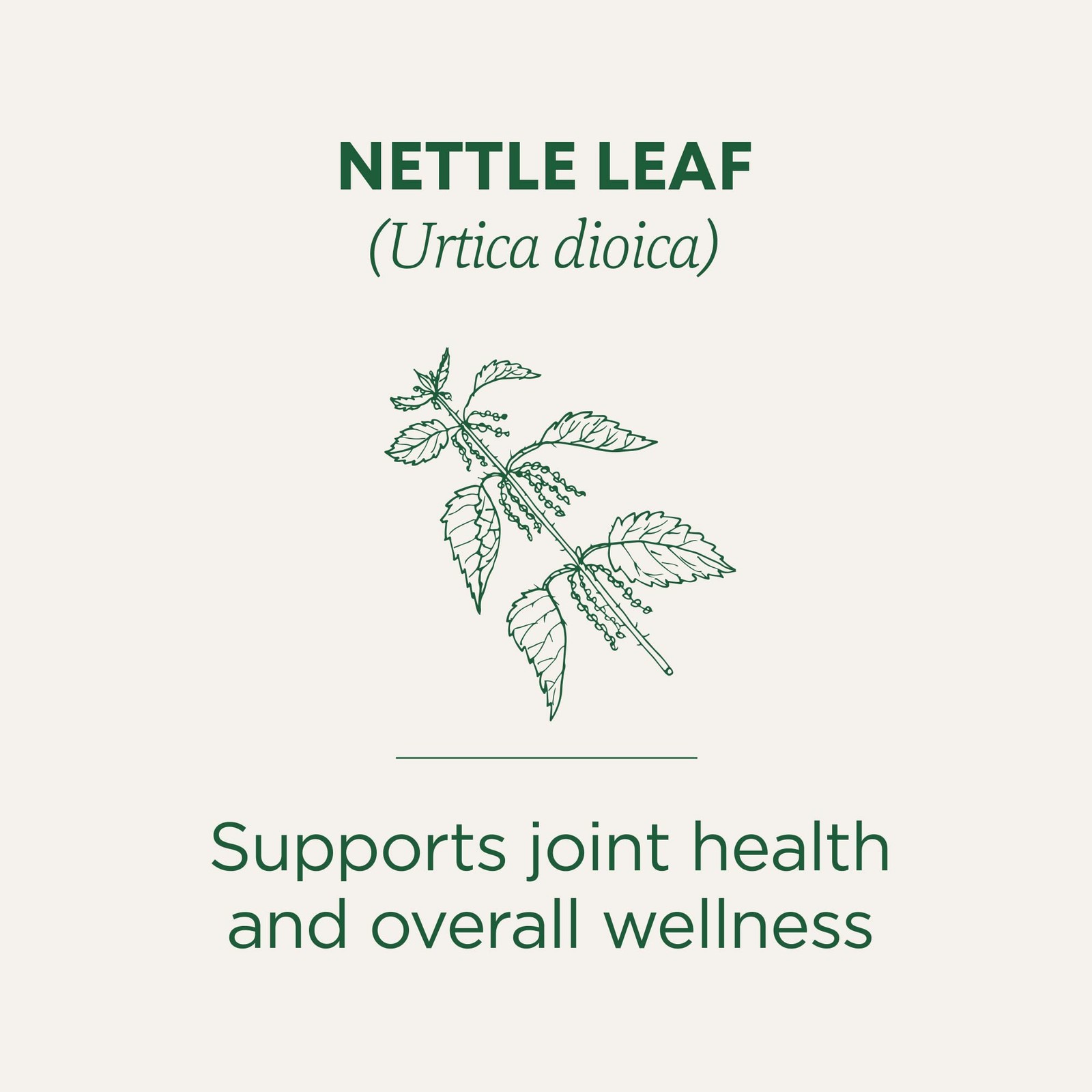Traditional Medicinals Organic Nettle Leaf Tea 16 Bag(S)