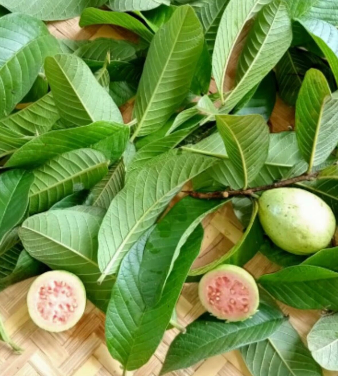 100g – Premium Dried Guava Leaves Hojas De Guayaba Leaf