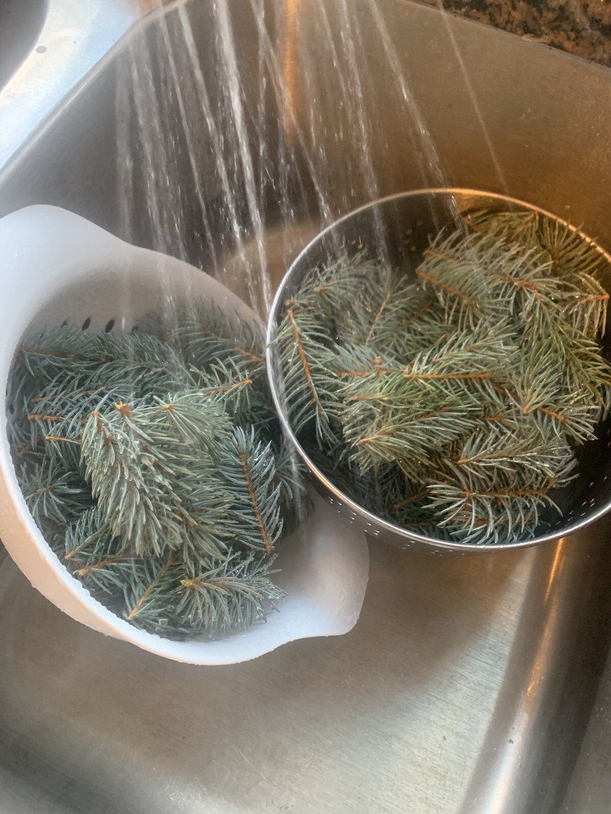 Pine Needle Tea BLUE SPRUCE 4oz Healing Herbal Tea