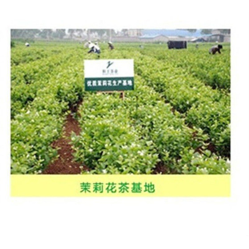 Jasmine Flower Tea 100g Jasmine Pearl Organic Green Tea Chinese Fragrant Tea
