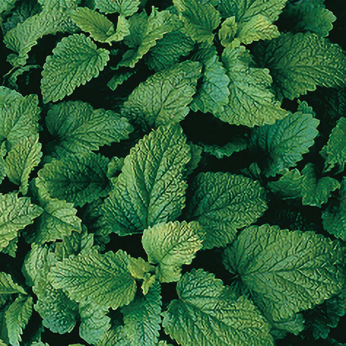 Organic Lemon Balm
