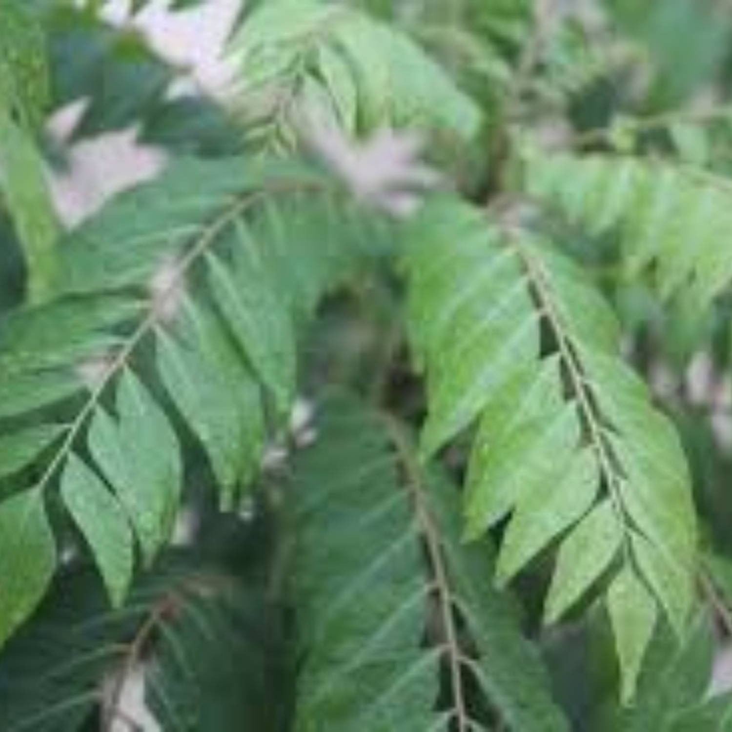 100% Pure Natural Organic Curry Leaves Tea Ayurveda Cholesterol Burns Drink