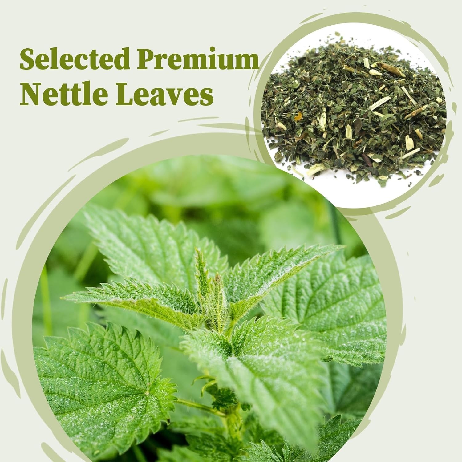Nettle Leaf Tea Bags 25 Count – Boost Eye Health & Bone Strength