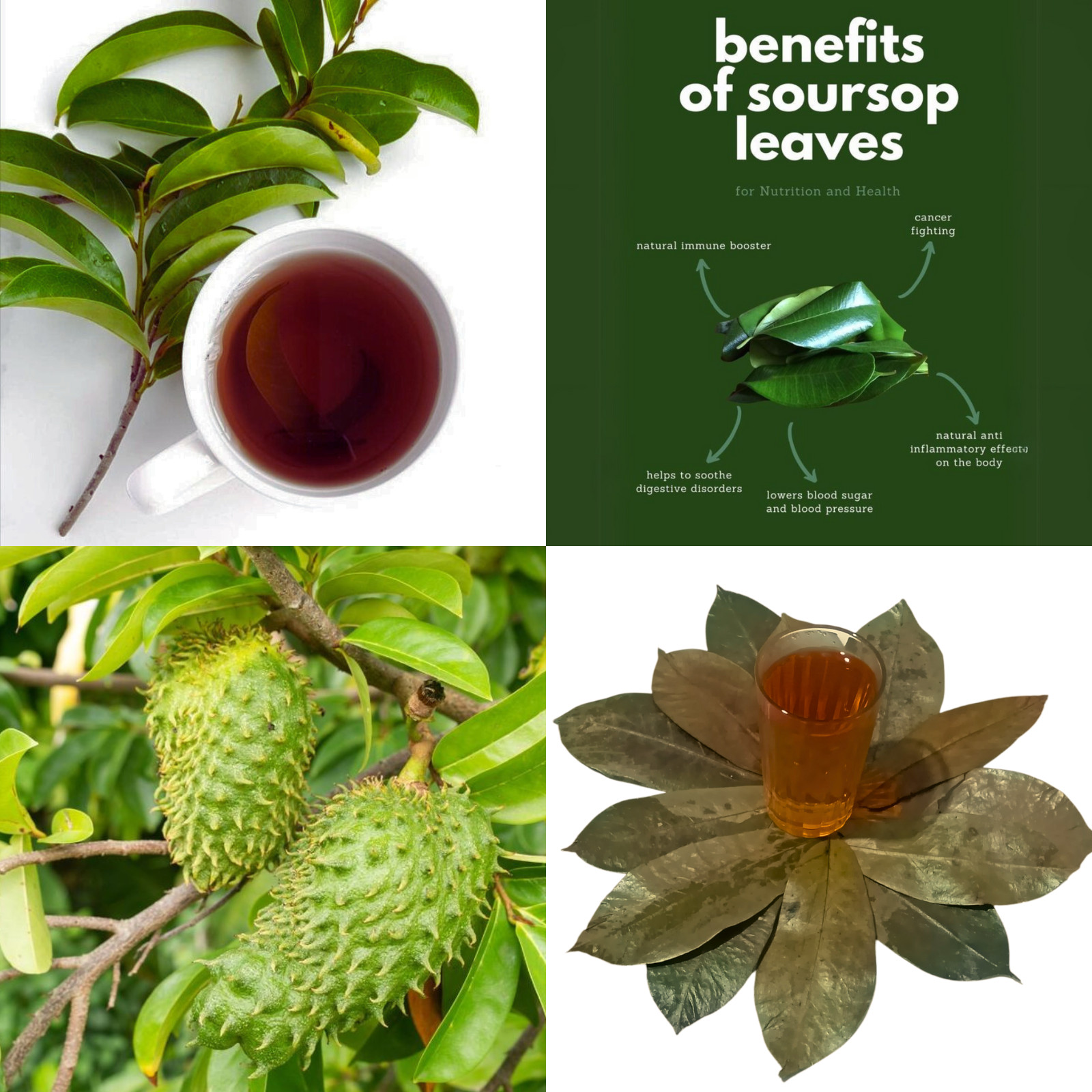 Dried Soursop Graviola Leaves for Herbal Tea Hojas De Guanabana Leaf Muricata