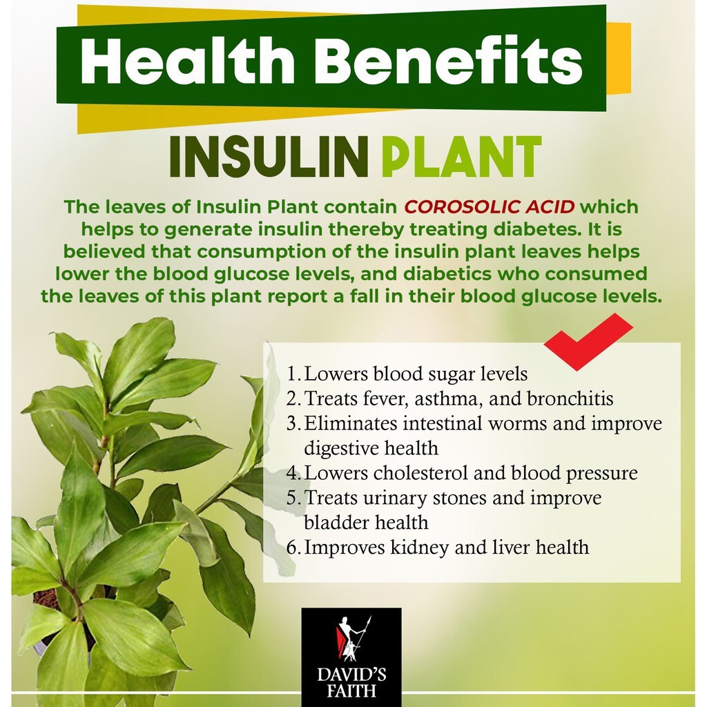 Dried Insulin Plant Leaves Costus Igneus Thebu Crepe ginger Herbal Organic Tea
