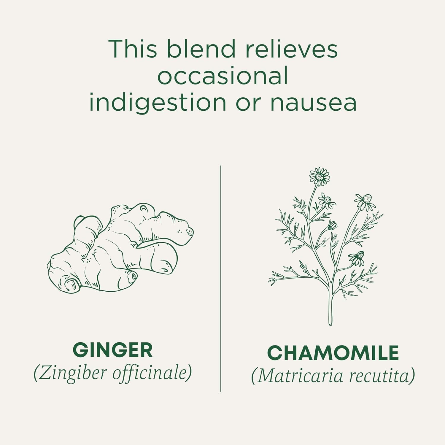 Herbal Healing with Organic Ginger & Chamomile Tea – 6 Pack for Nutrition Lovers