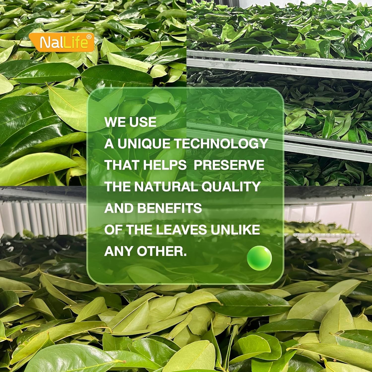 NalLife Soursop Tea Bags 30 Count Tea from 100% Soursop Leaves Caffeine Free No