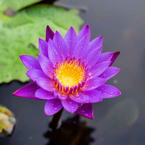 Blue Lotus Flower Dried Organic Flowers (Nymphaea Caerulea) Egyptian Tea
