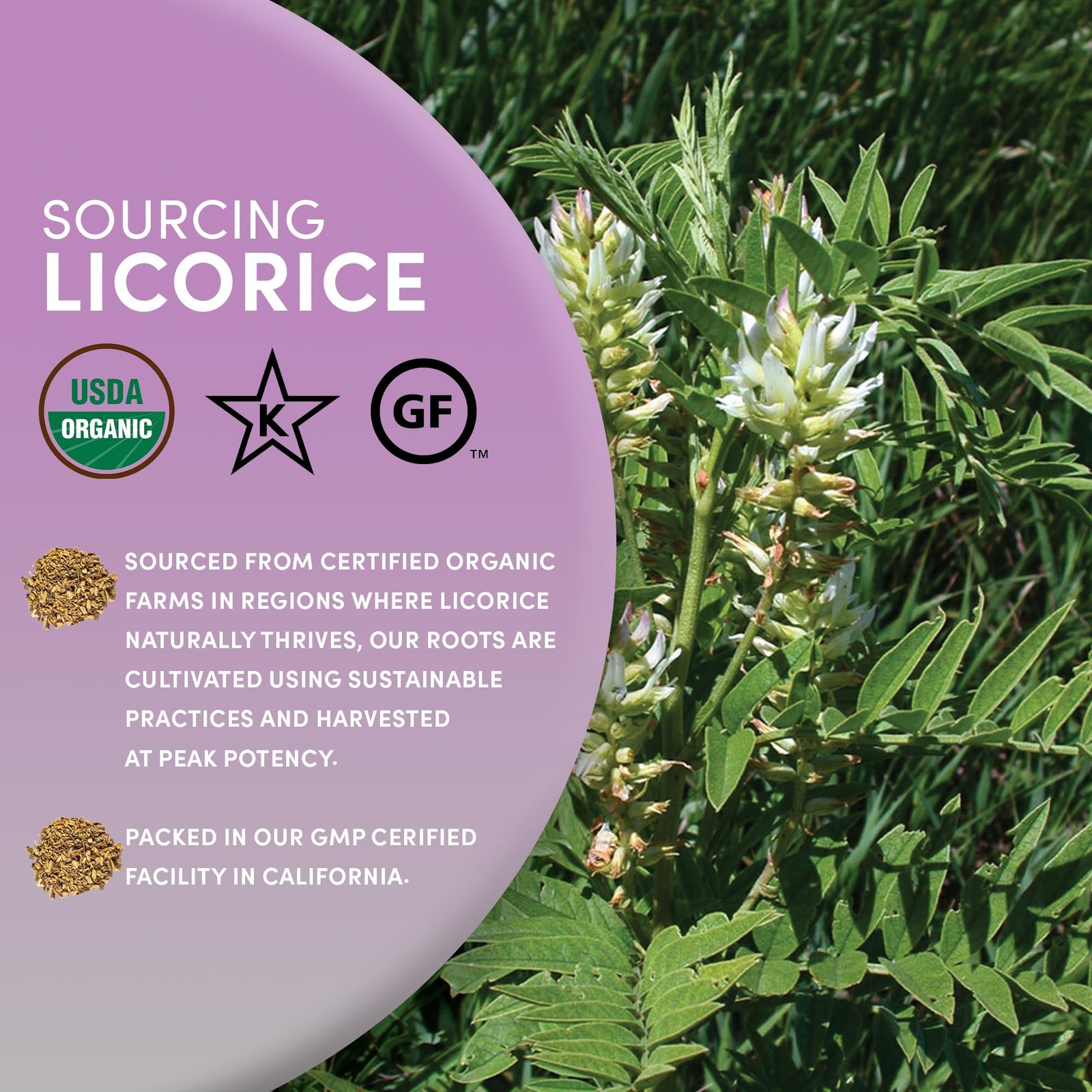 Worldwide Botanicals Organic Licorice Root – 8 oz – 100% Glycyrrhiza 8 Ounce