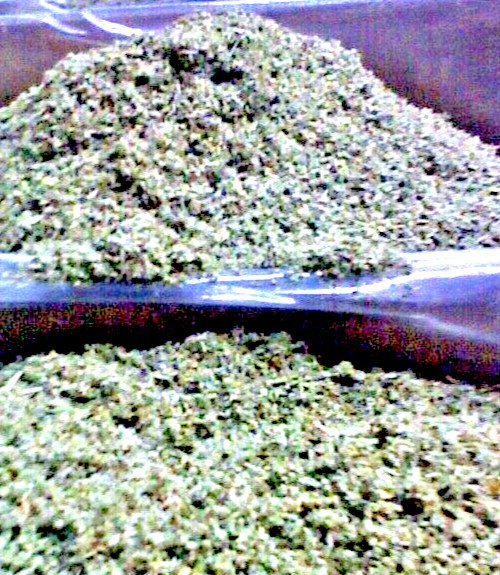 DAMIANA -bulk leaf ORGANIC cut herb c/s wild crafted 2 LB’s POUNDS (32 ounces)