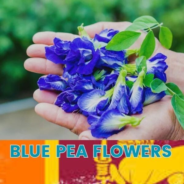 Indigo blooms : The ultimate dried blue pea flower emporium