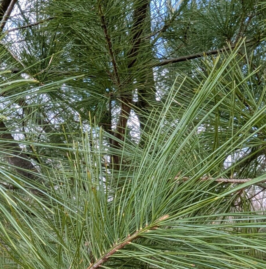 Fresh Eastern White Pine Needles Tea Vitamin C Immune Booster Organic 1 oz