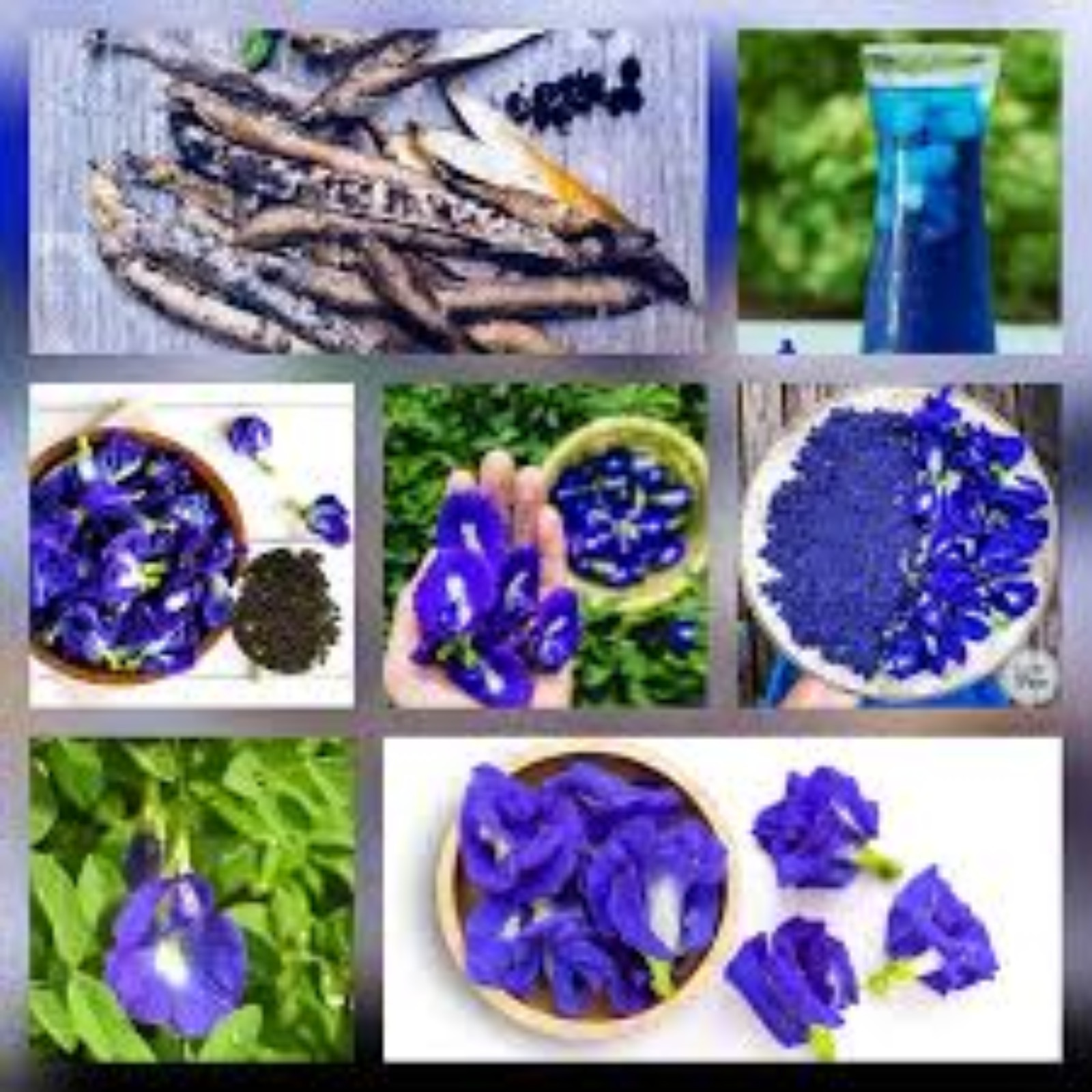 Butterfly Pea Blue Organic Tea Dried Flower Natural Herbal Drink 100% Pure Fresh