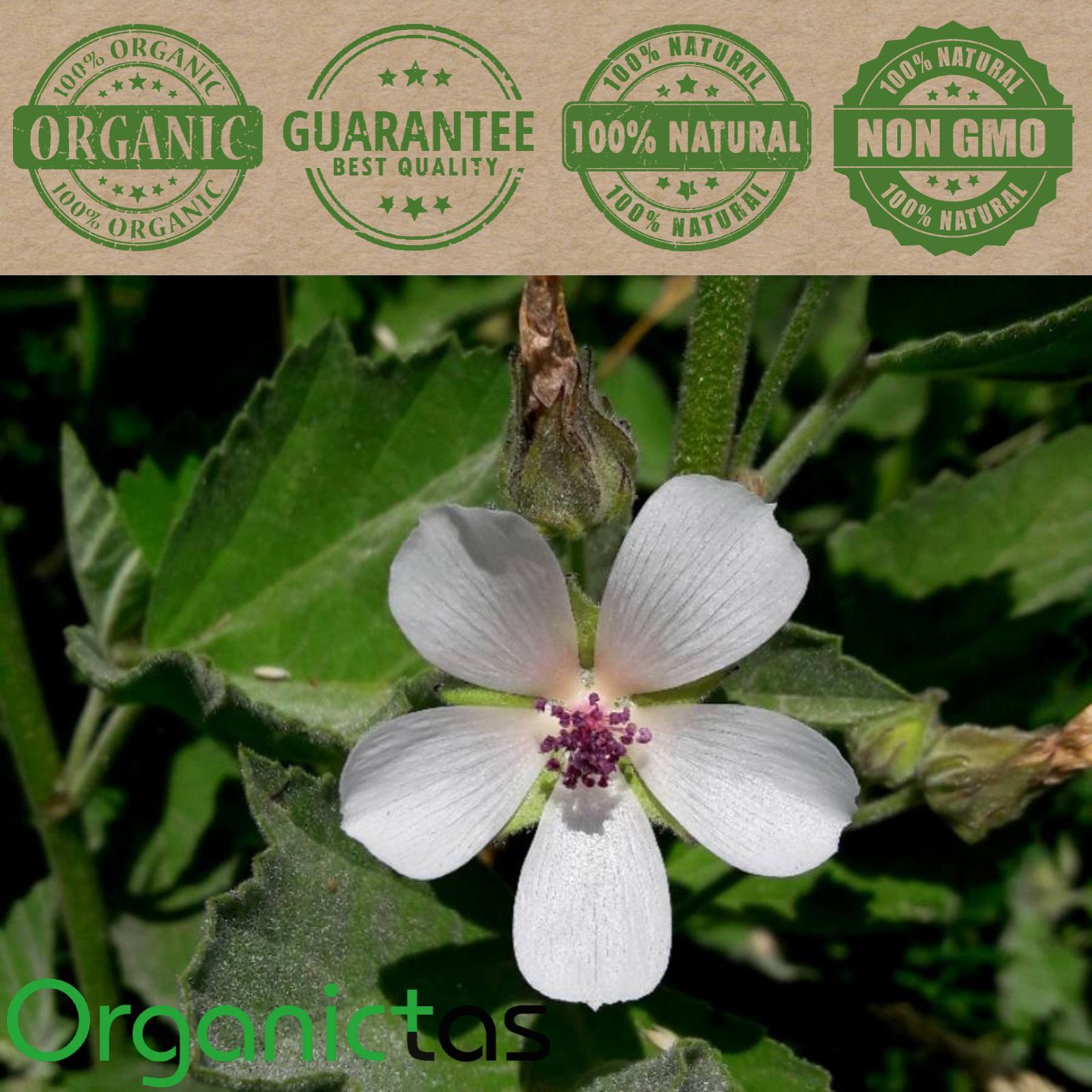 Organic Marshmallow Leaf Tea Loose Dried Althaea Officinalis Herb with Benefits