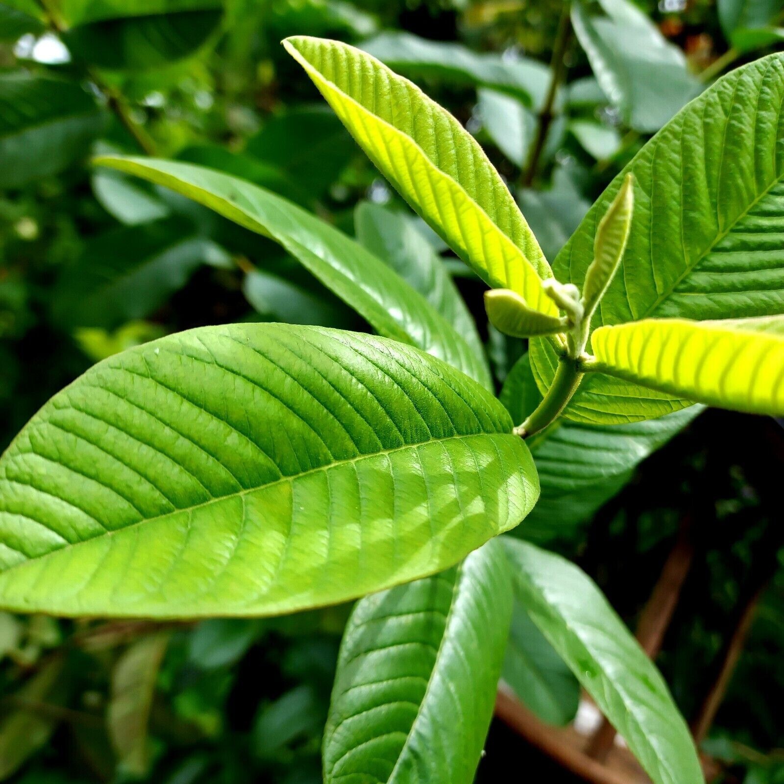 Organic Garden 30 Guava Leaves Fresh Green Dried Antidiabetic Anti Hair Lo