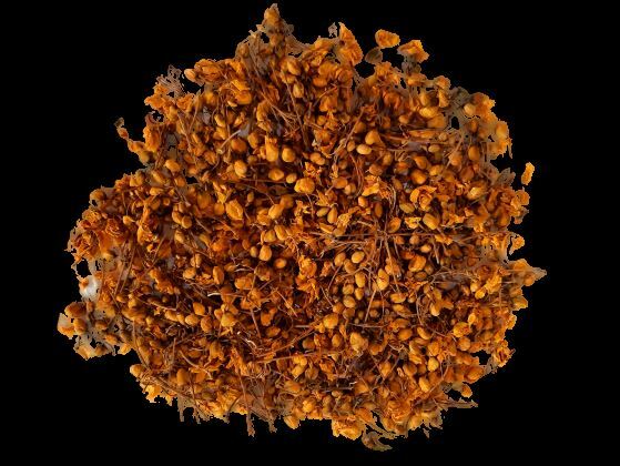 Ranawara Dried Flower Ayurvedic Herbal Natural Drink Cassia Auriculata Avarampoo