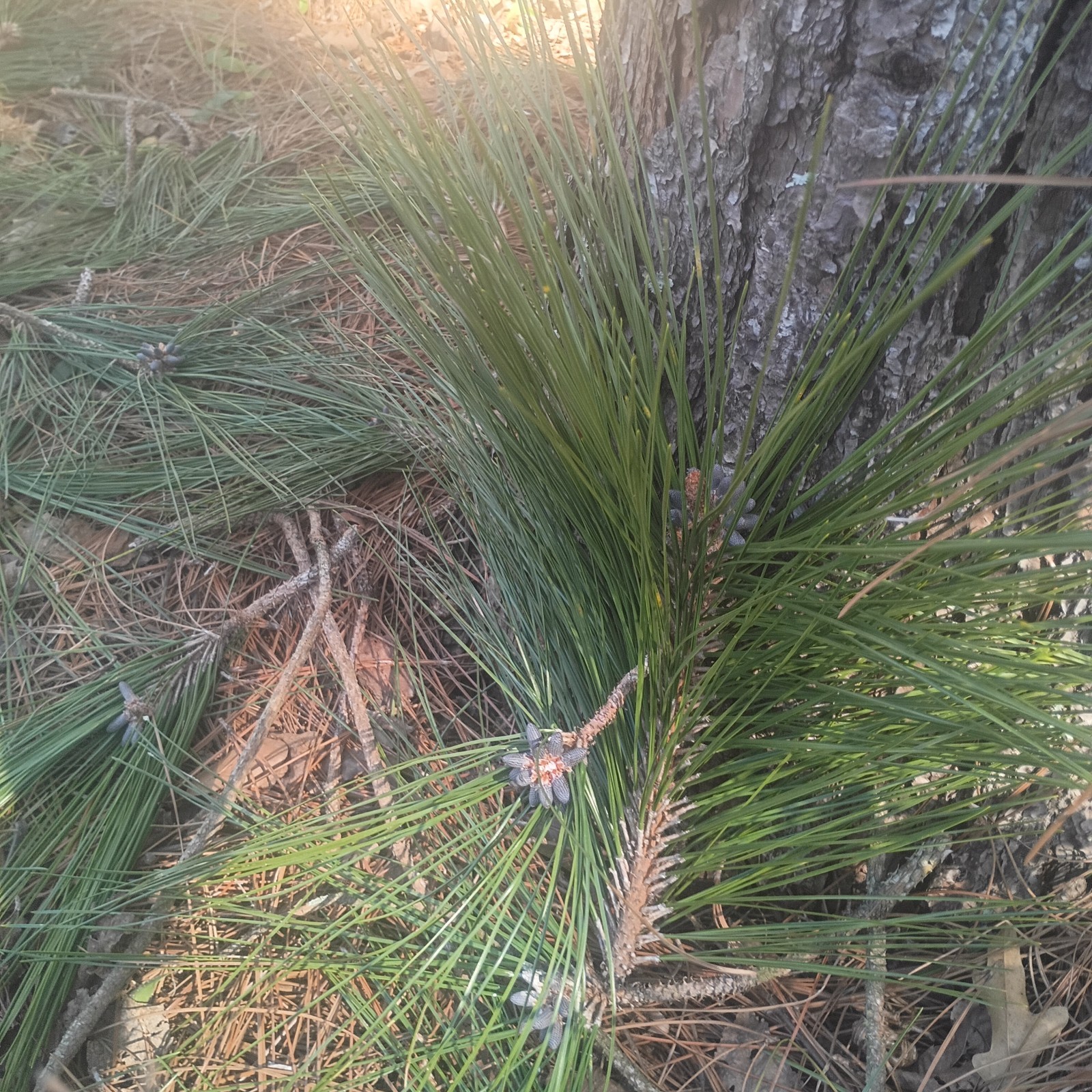 Organic Fresh picked Green Pine Needle Tea Infusion Tincture Remedy 2 Oz.