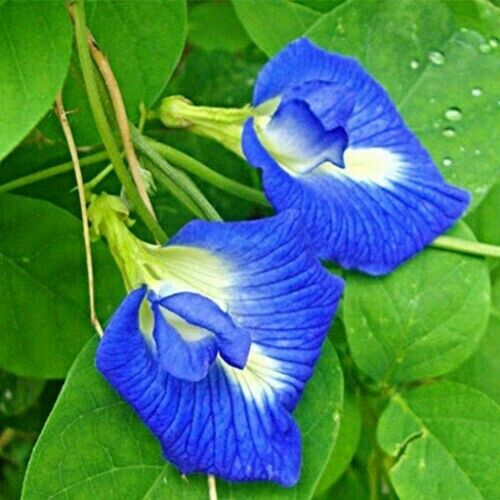 Ceylon Dried Butterfly Pea Tea Nil katarolu Organic 100% Pure Food coloring 50g
