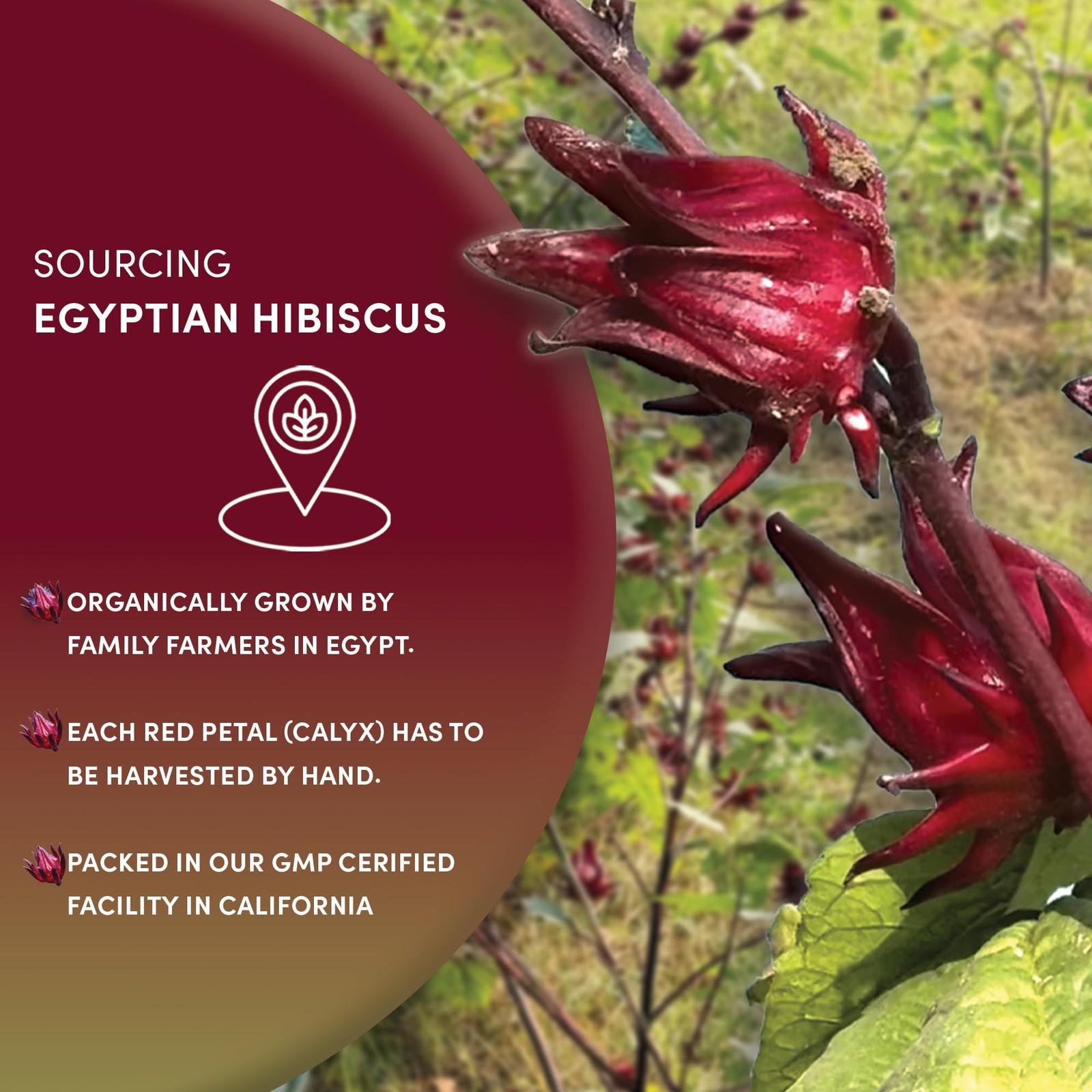 Organic Hibiscus Tea – 8 oz, Loose Leaf, Cut and Sifted – 100% Egyptian Hibis…