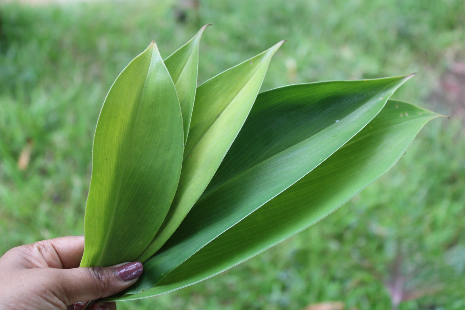 Dried Insulin |Thebu |Costus Plant leaves Organic|Diabetic Tea CEYLON Free ship.