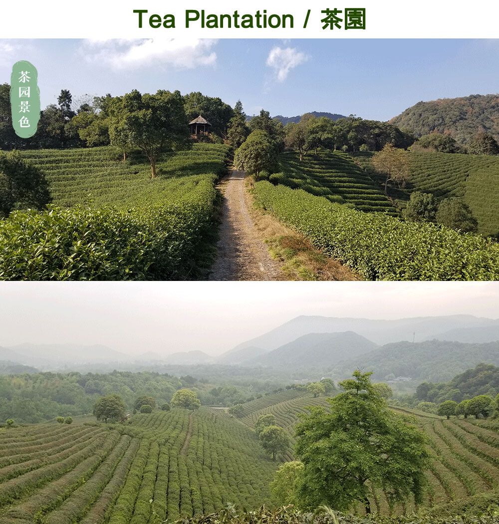Yu Qian Longjing Tea Leaf,Dragon Well Green Tea Before Grain Rain Day,250g,雨前龙井