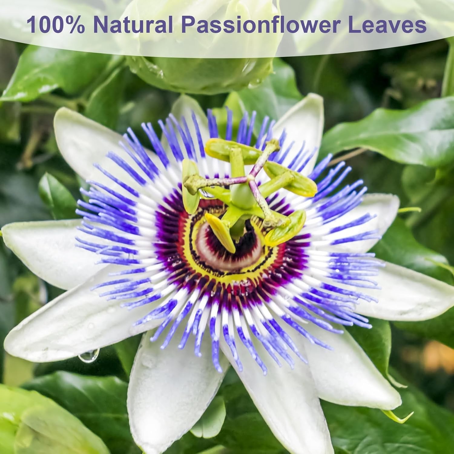 50 Count Passion Flower Tea – Pure Caffeine-Free Herbal Delight for Relaxation