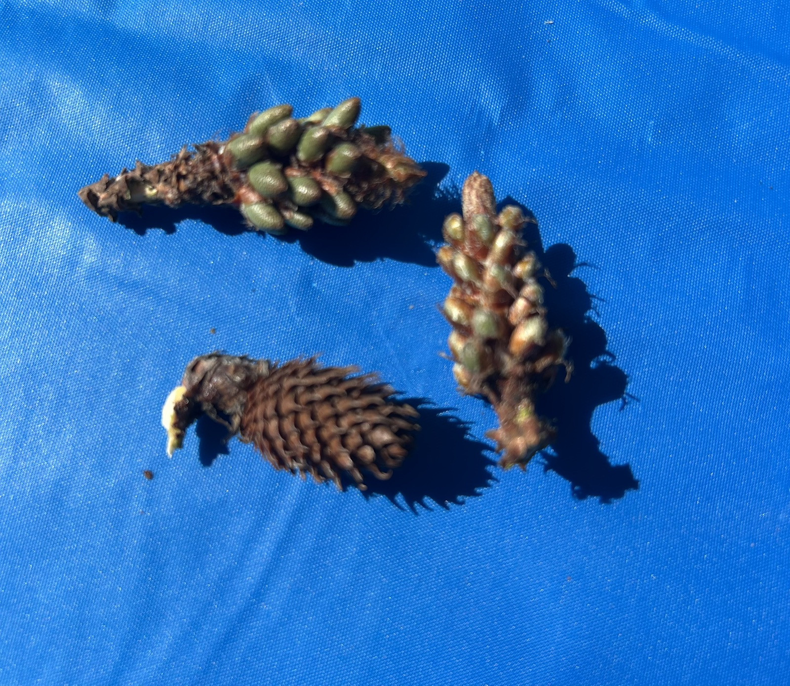 Eastern NC White Pine Needles 12 oz package With Couple Of Young Pine Cones