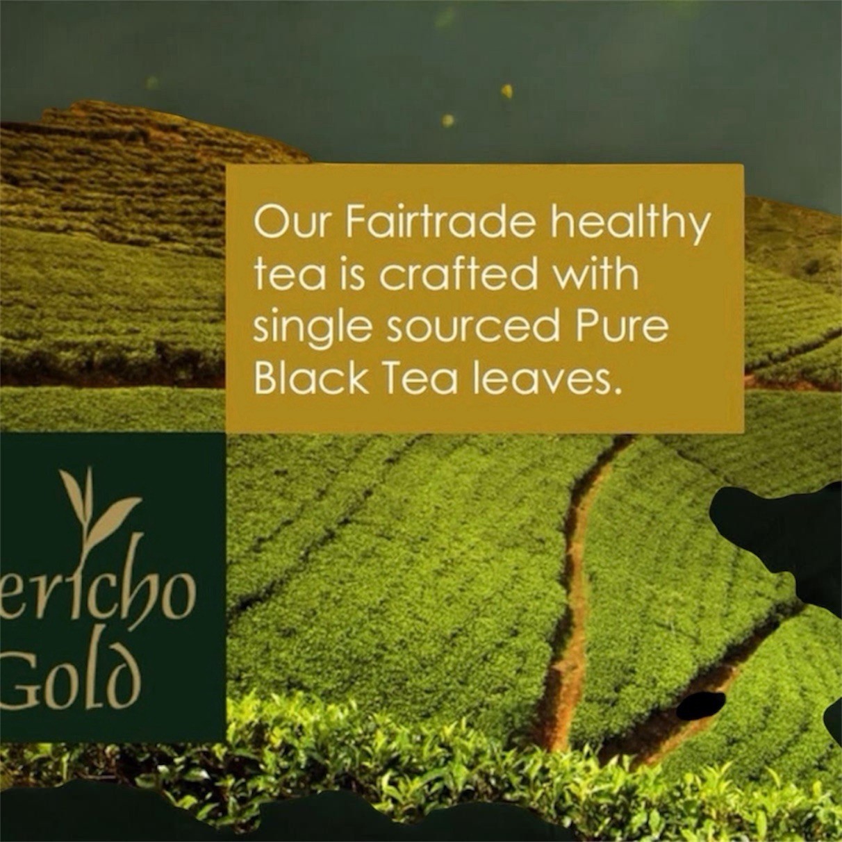 Kericho Gold Pure Kenya Tea Black Fairtrade Kenyan Pantry 1kg