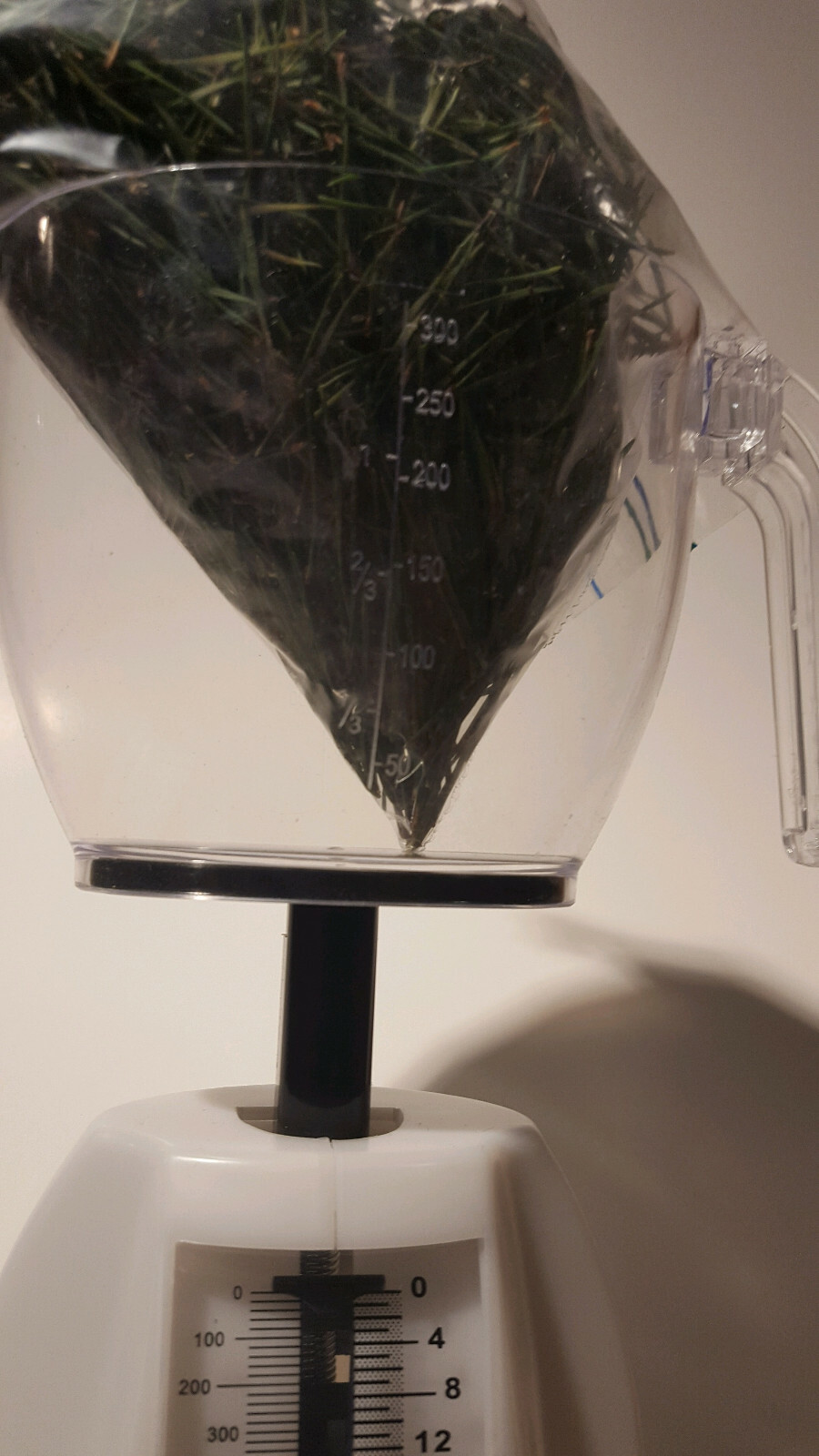 White Pine Tree Needles FRESH Tea-East Tenn. Pine,4 oz. SURAMIN , Shikimic Acid