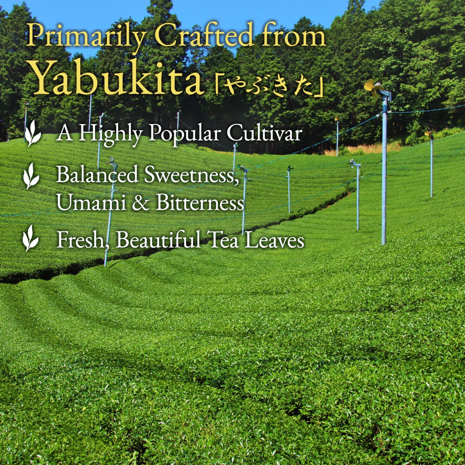 YAMASAN KYOTO UJI Japanese Sencha Green Tea, 100% FirstHarvest Loose Leaf, Br…