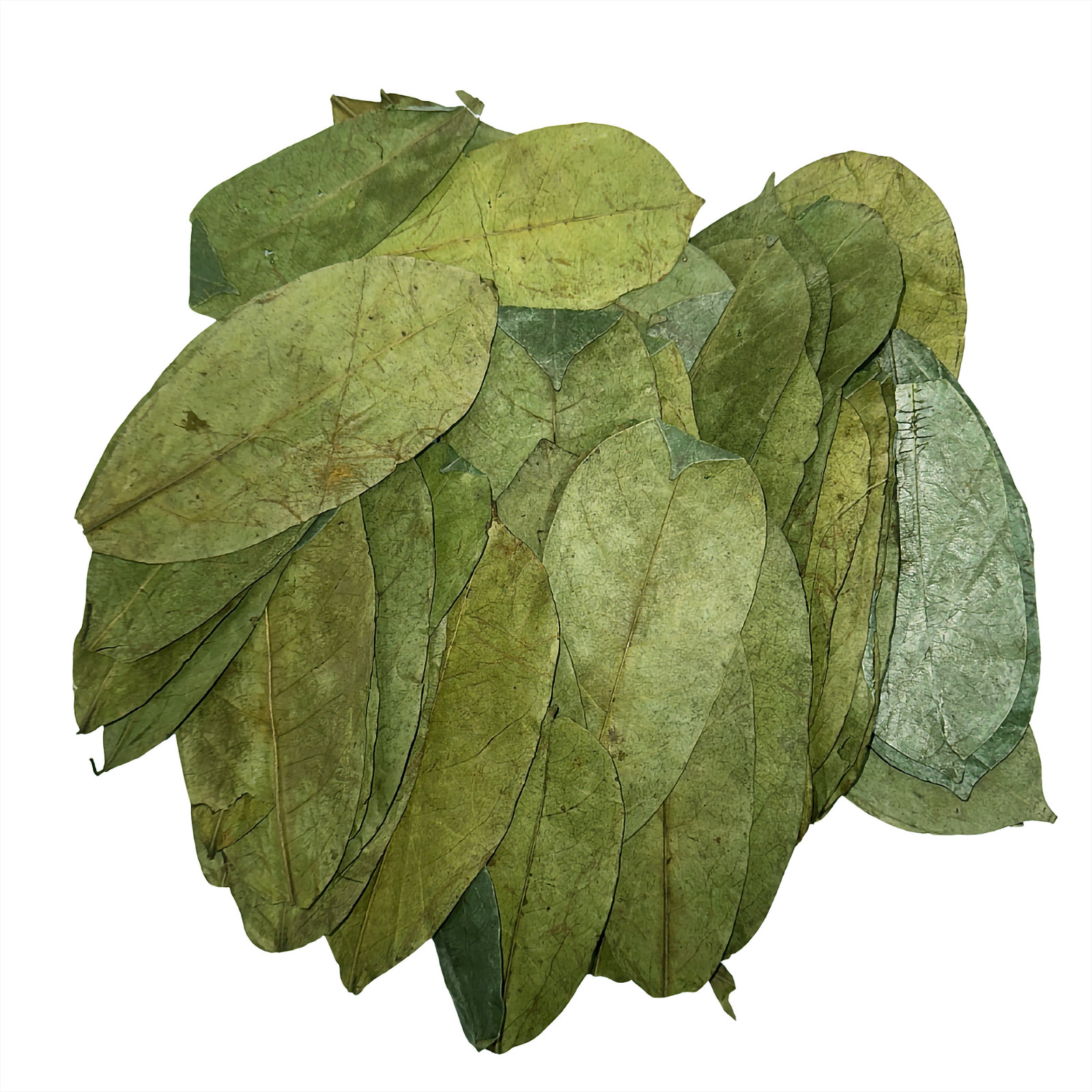 Purelife Herbs® Soursop Leaves Tea, 100 Whole Dried Leaves, Wildcrafted Graviola