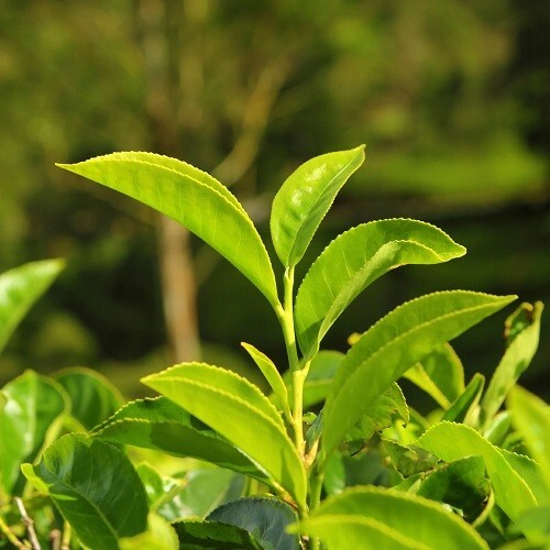 Ceylon Black Tea Thalawakelle Pure Natural Premium BOPF Bulk Powder 500g/17.6oz