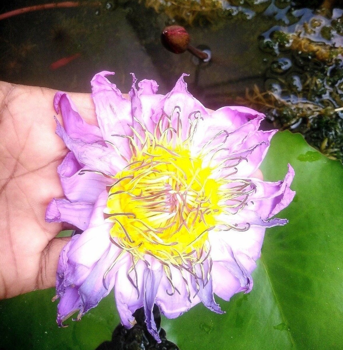 Blue Lotus Nymphaea Caerulea Herbal 100% Natural Organic Ceylon Dried Flower NEW