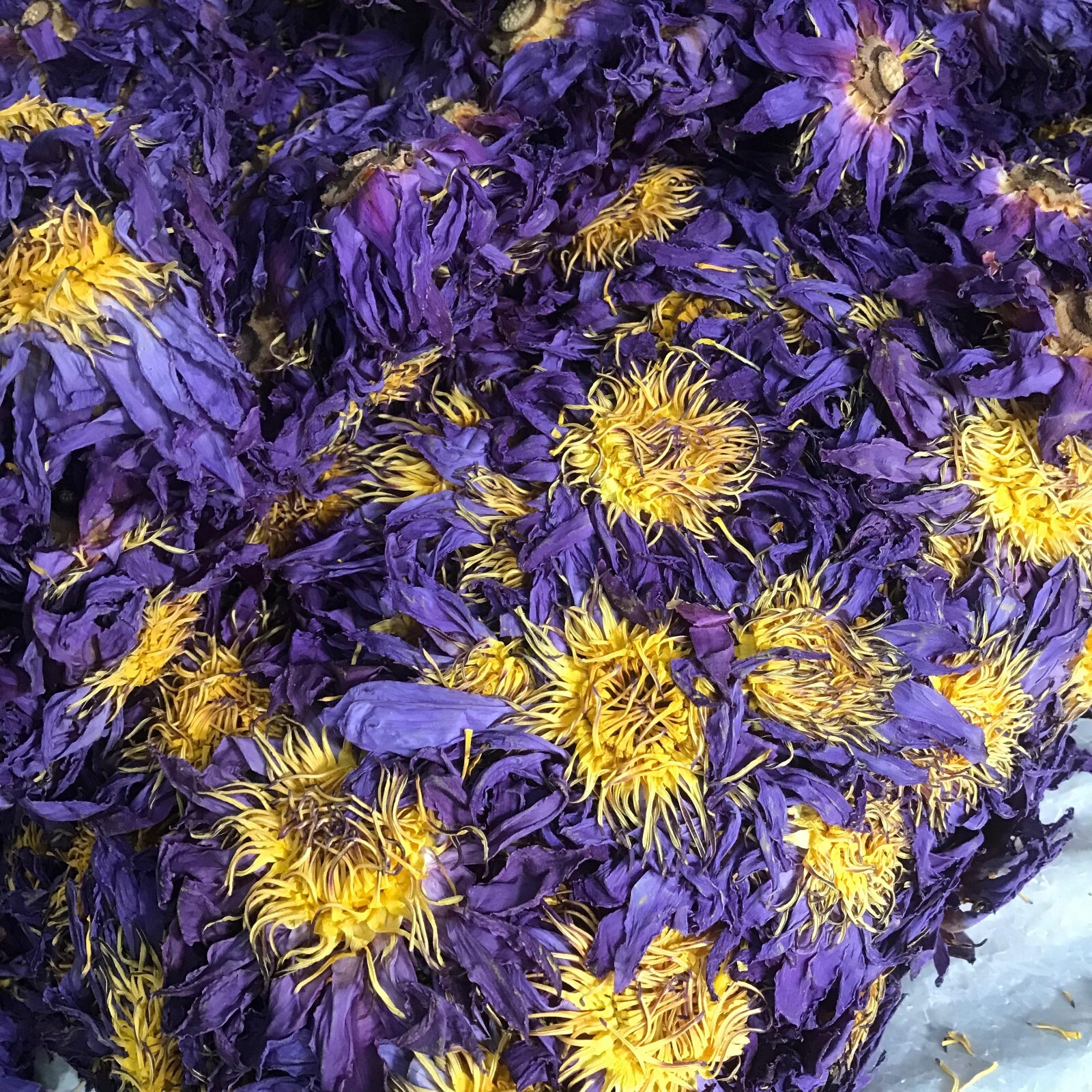 Dried Blue Lotus 100% Hand Picked Ceylon Organic Natural Flowers Egyptian Tea