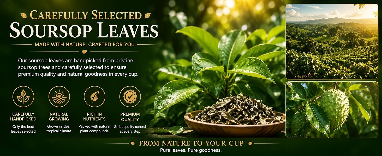 45 Count Premium Soursop Graviola Tea Bags – 100% Natural soursop leaves,