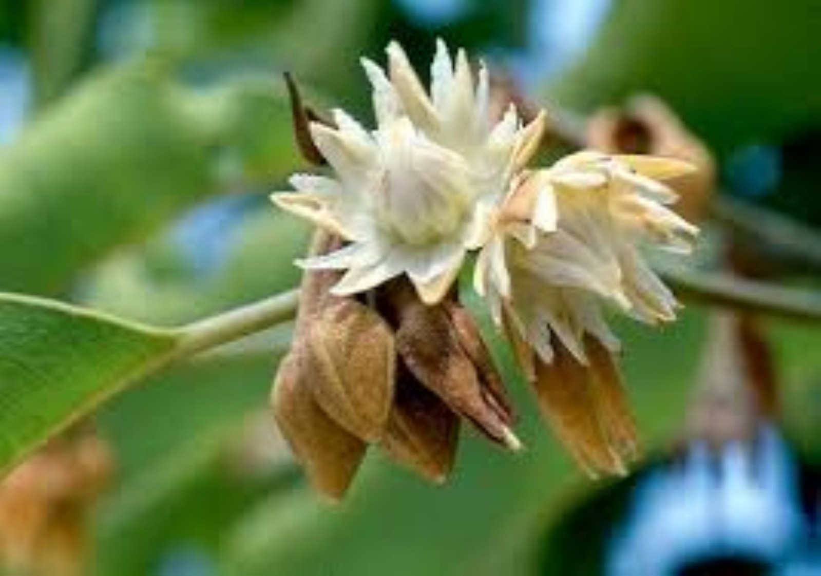 Premium Dried Mimusops elengi Flowers – Oral Care, Aromatherapy, 100% Natural