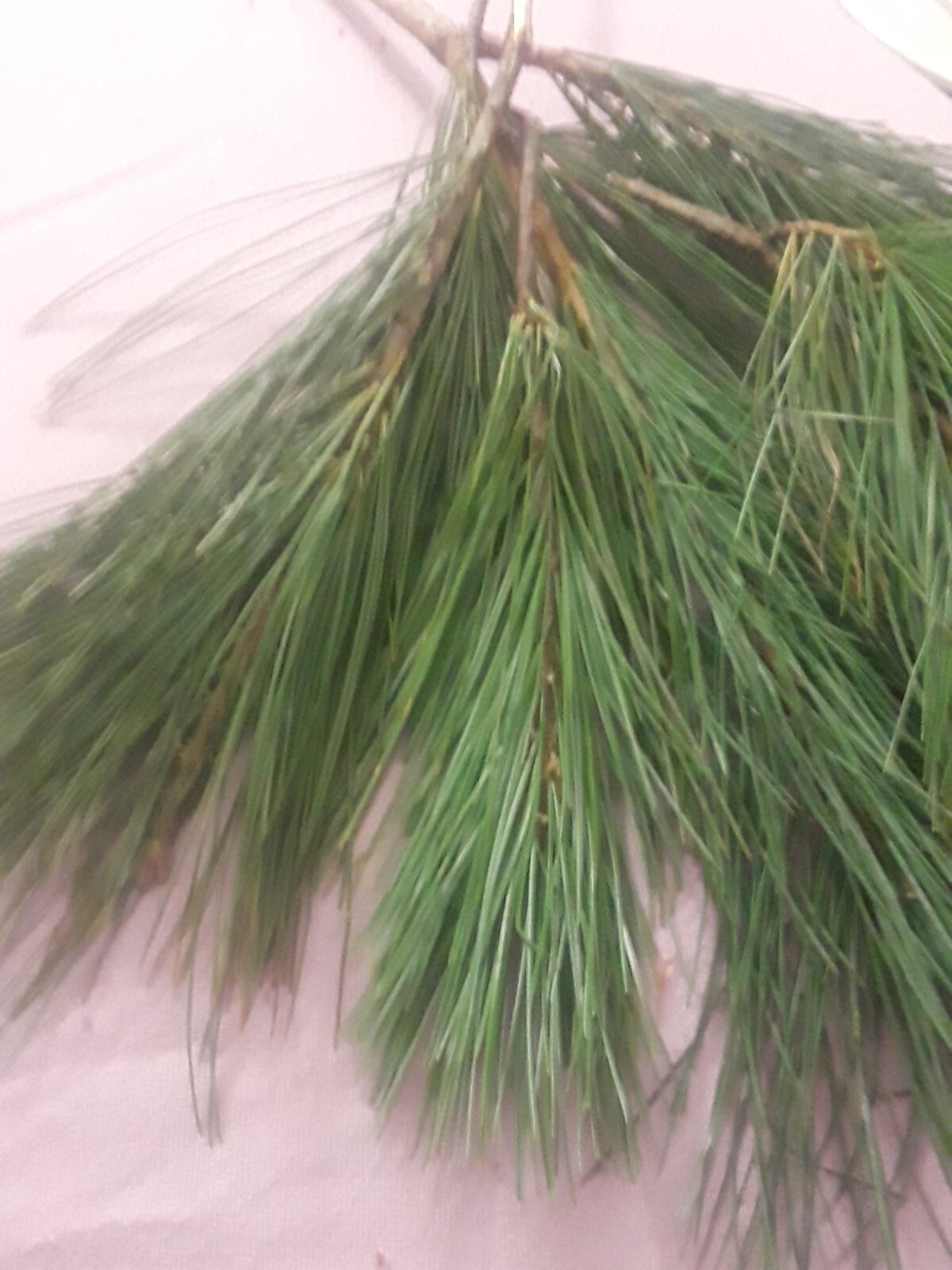 Lot: 20 Organic Eastern White Pine Needle Tea Bag & Red Pine Tea Bags Fresh Tree