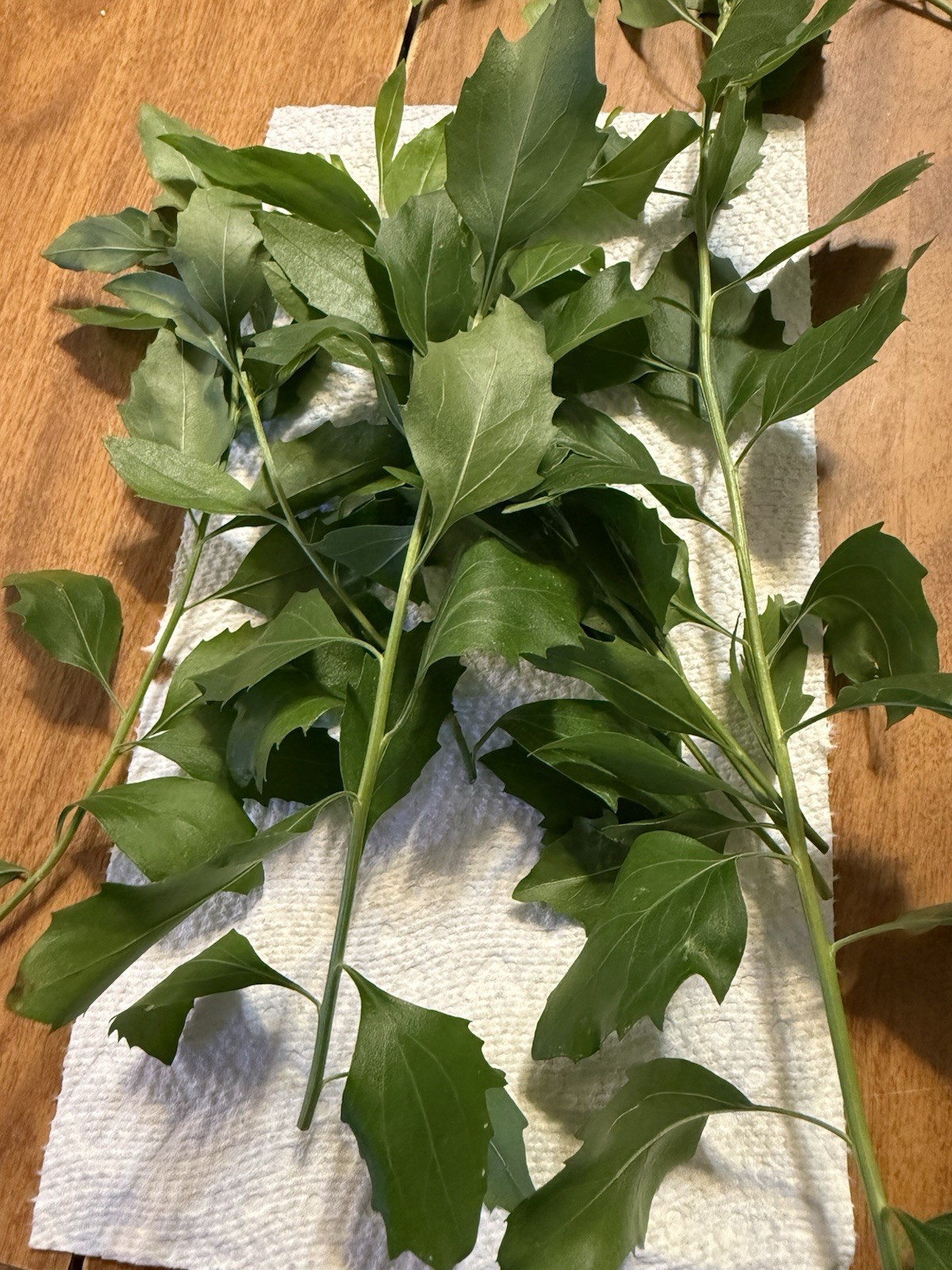 Organic Dried Manglier Leaves (5 Grams) Baccharis Halimifolia Creole Herb