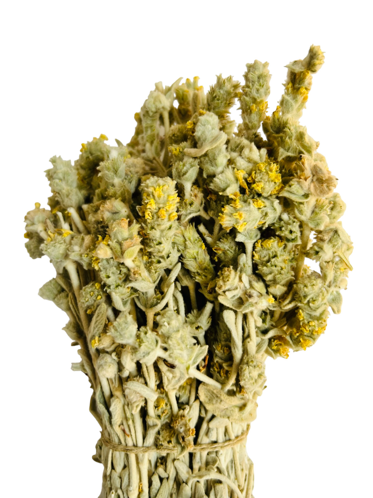 Greek Mountain Tea Malotira Sideritis Syriaca 220g – 1.95Kg Harvest June 2024