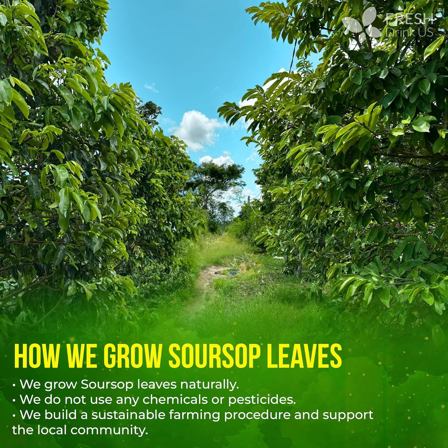 , Premium 275+ Soursop Graviola Whole Dried Leaves Tea, 275-300 Soursop Graviola