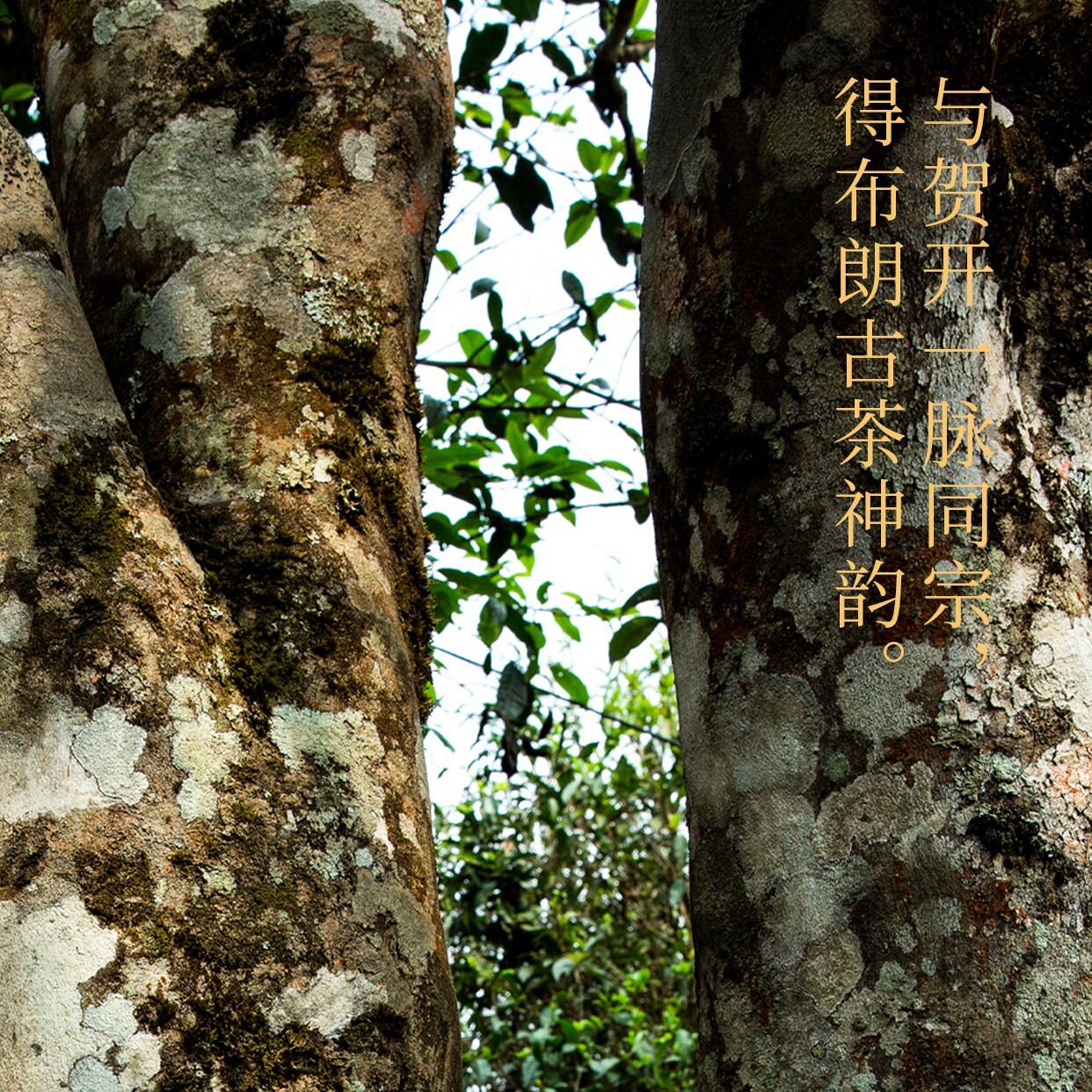 Pu-Erh tea,Rainforest Ancient Tree Tea,2021,班盆Banpan,357g,Raw