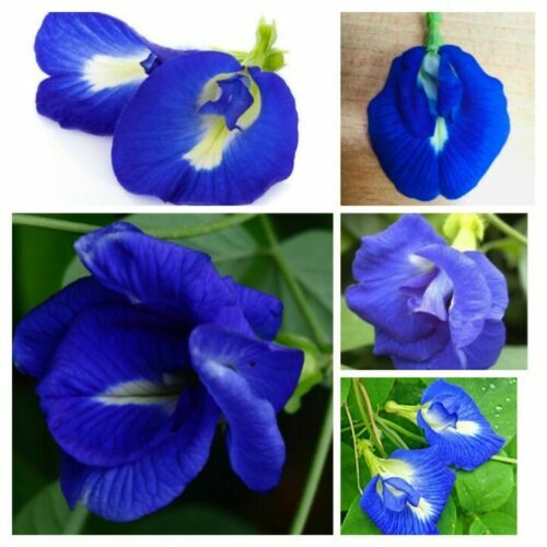 Ceylon Dried Butterfly Pea Tea Nil katarolu Organic 100% Pure Food coloring 50g