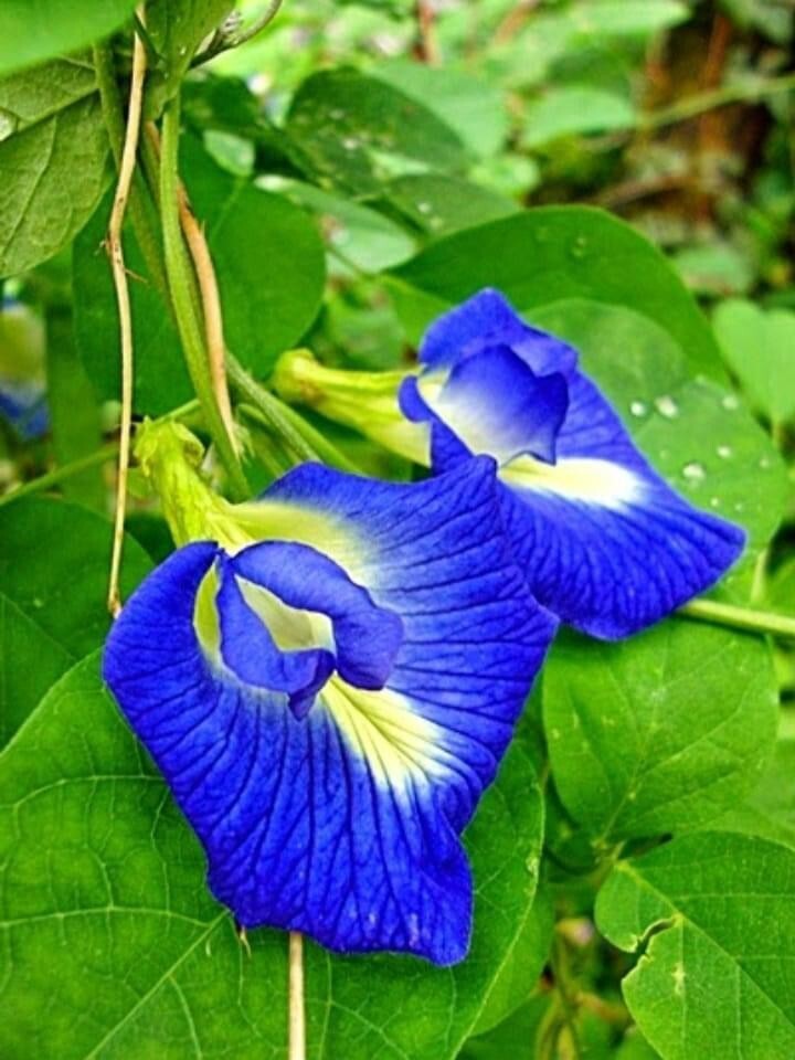 Premium Dried BUTTERFLY PEA Flowers Thai Tea Ayurveda NIL KATAROLU Healthy Drink