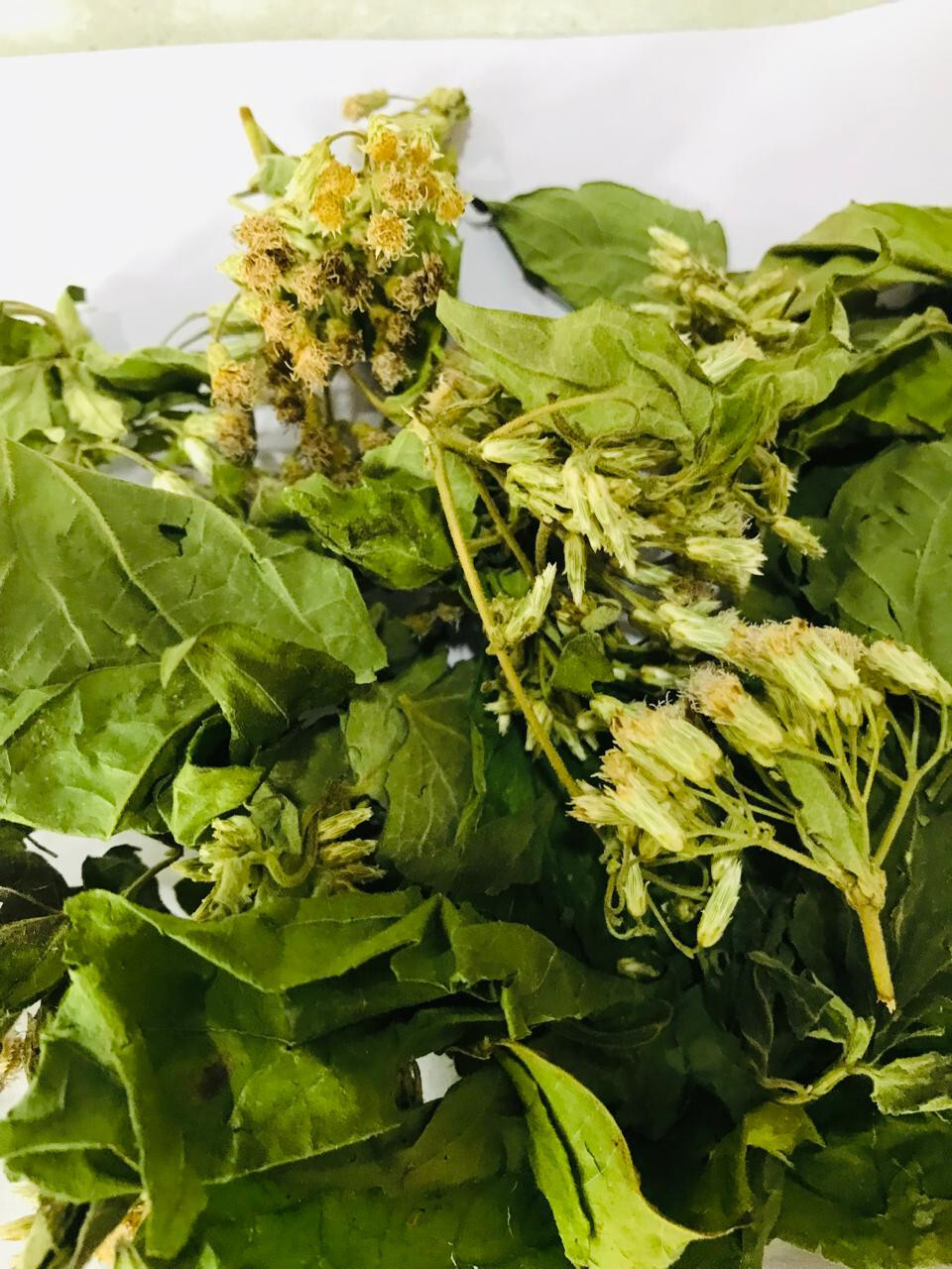 Ceylon Calea Zacatechichi Mexican Dream Herb 100% Organic Herbal Tea