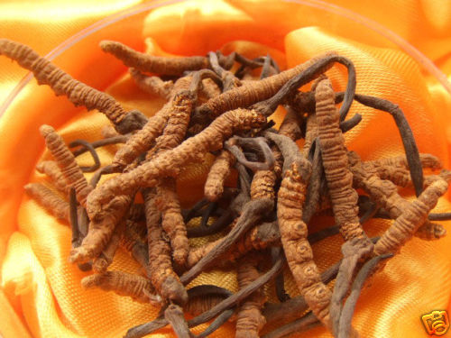 Dong Chong Xia Cao Wild Cordyceps sinensis 5 Grams
