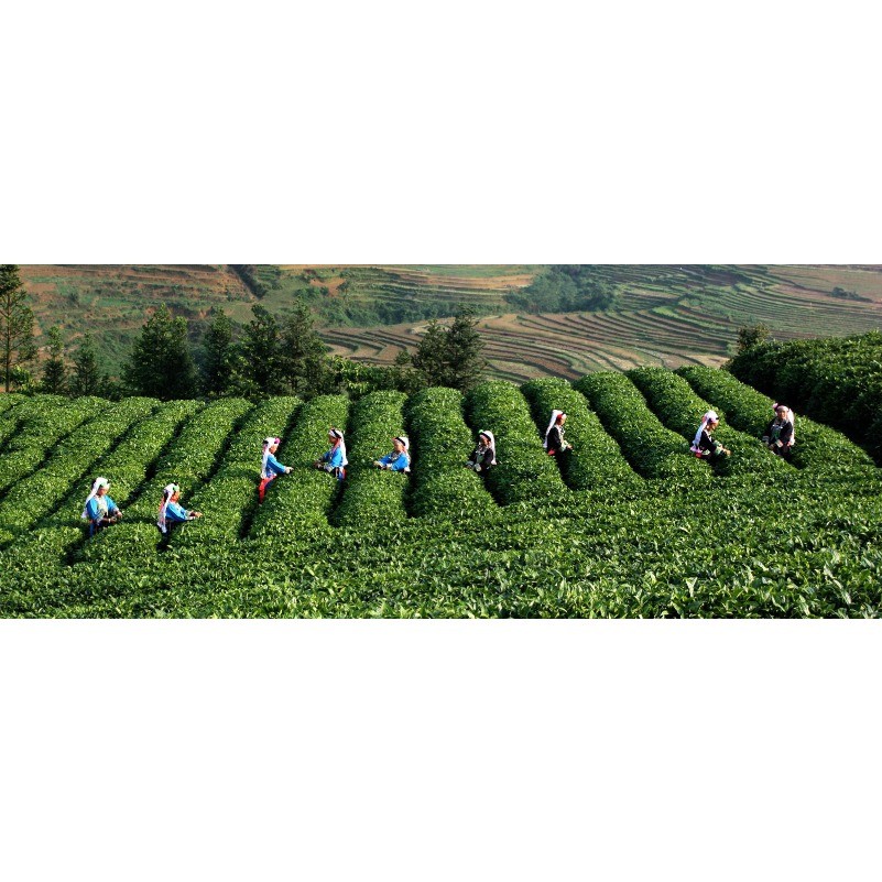 Jasmine Flower Tea 100g Jasmine Pearl Organic Green Tea Chinese Fragrant Tea