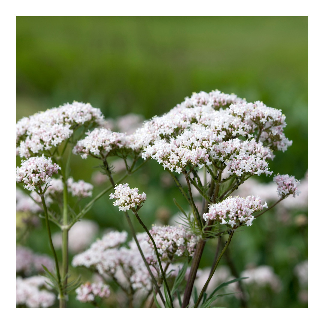 Valerian Root | C/S Organic Dried Cut and Sifted | Valeriana Officinalis